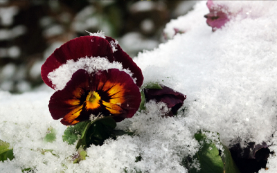 When to plant winter bedding plants JParkers