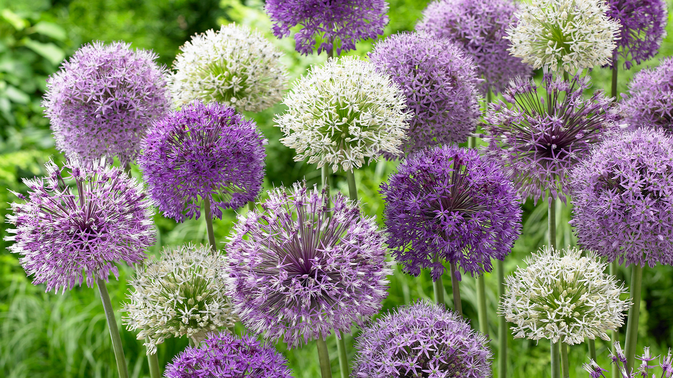 Growing Guides - How to plant and grow Alliums - JParkers