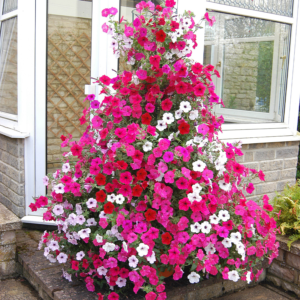 Bedding Plants for the Garden J Parkers Bulbs