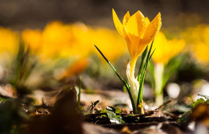 Out Of Season - Growing Guides - How to plant and grow Crocus - JParkers