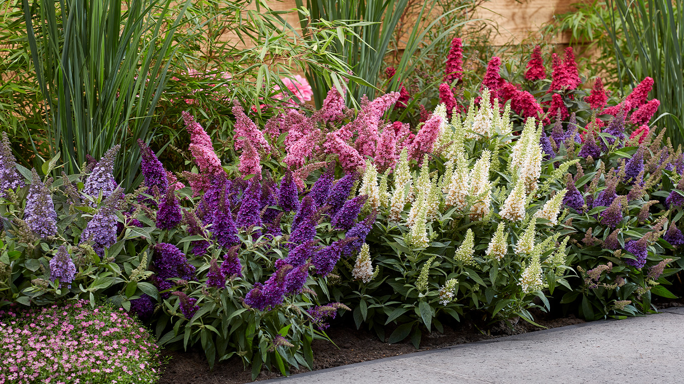 How to Plant and Grow Buddleia with J. Parker's