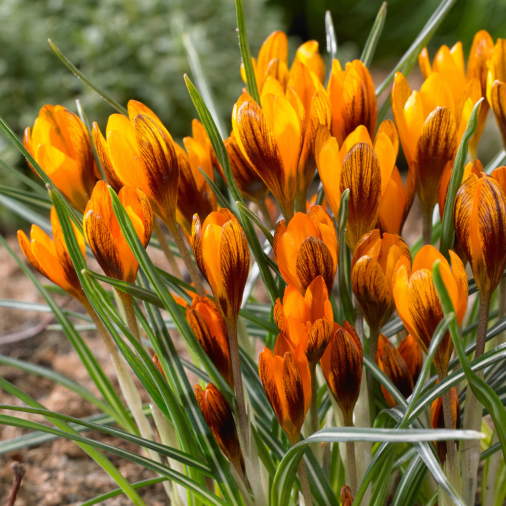 Flower Bulbs For Gardens J Parker Dutch Bulbs