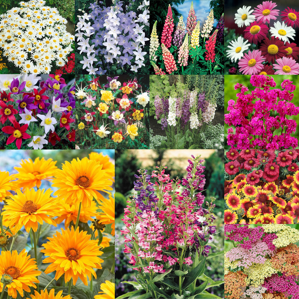 J. Parker's Garden Plants & Bulbs