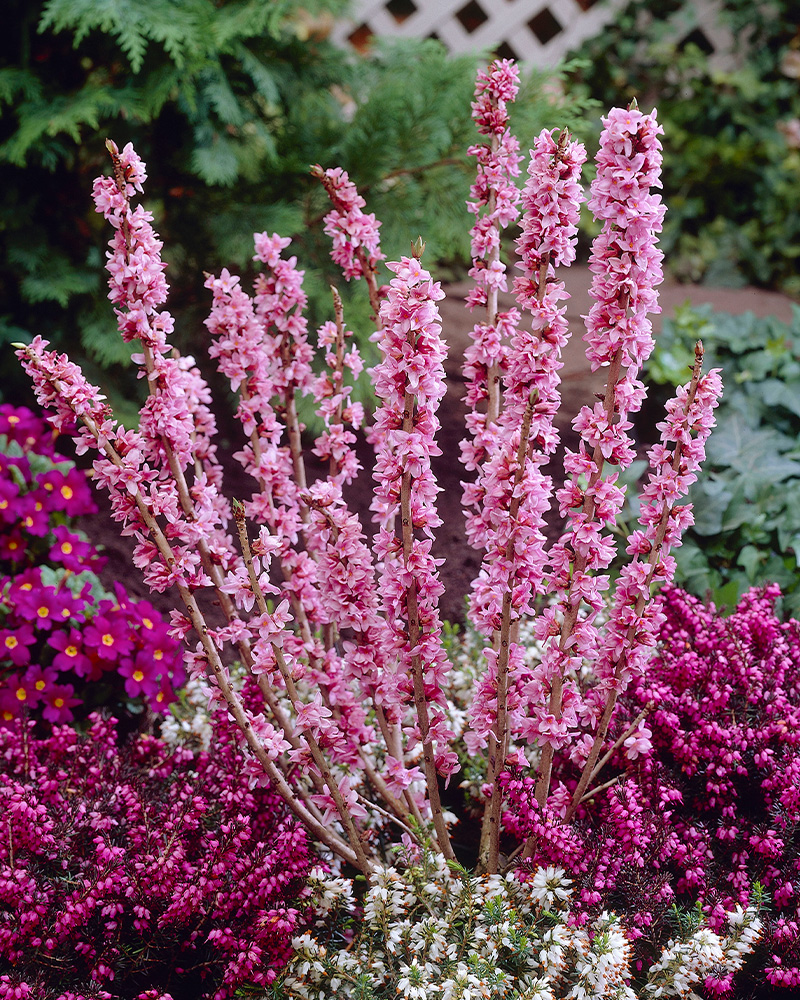 How to Plant and Grow Daphne with J. Parker's