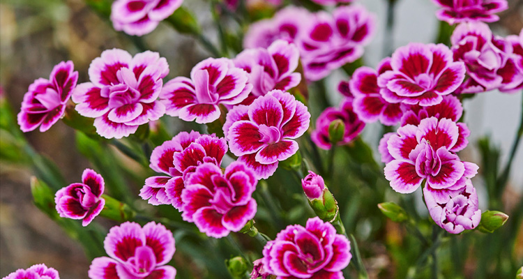 How to Plant and Grow Dianthus with J. Parker's