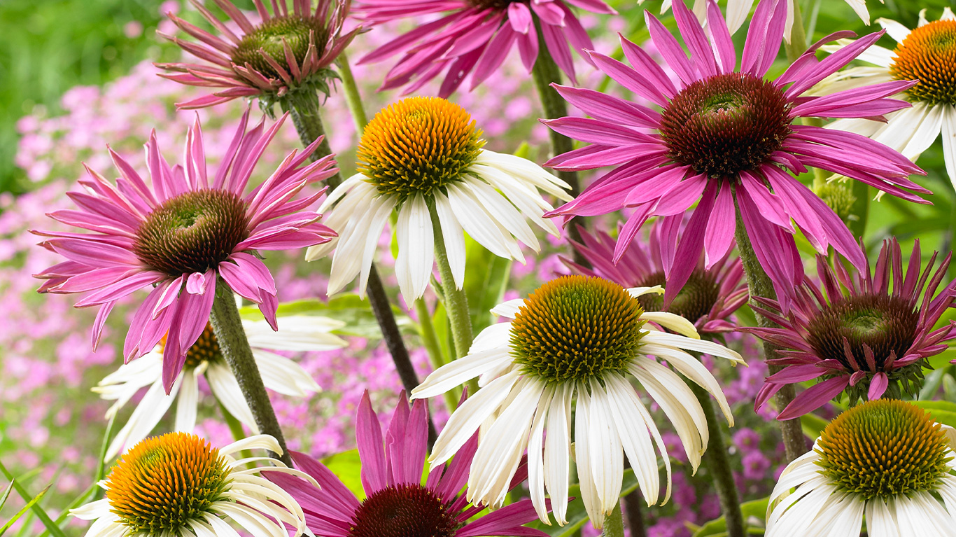 How to Plant and Grow Echinacea with J. Parker's