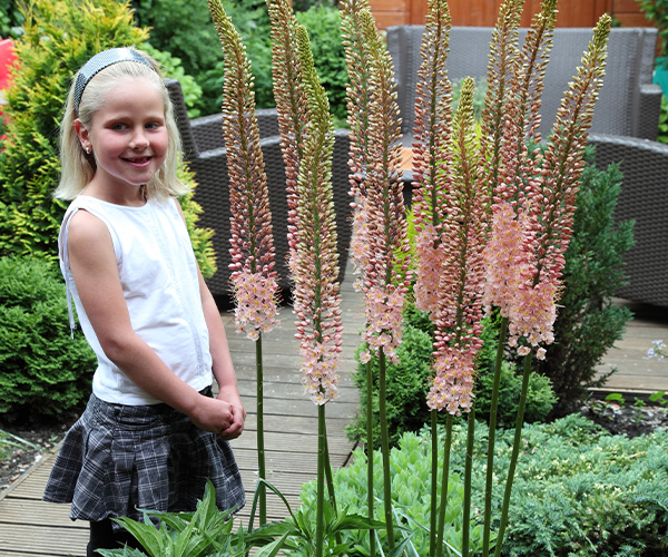 How to Plant and Grow Eremurus (Foxtail Lilies) J.Parker's
