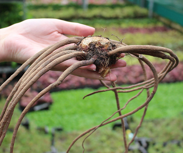 Out Of Season Growing Guides How to Plant and Grow Eremurus