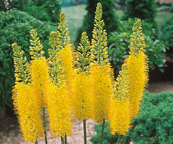 How to Plant and Grow Eremurus (Foxtail Lilies) J.Parker's