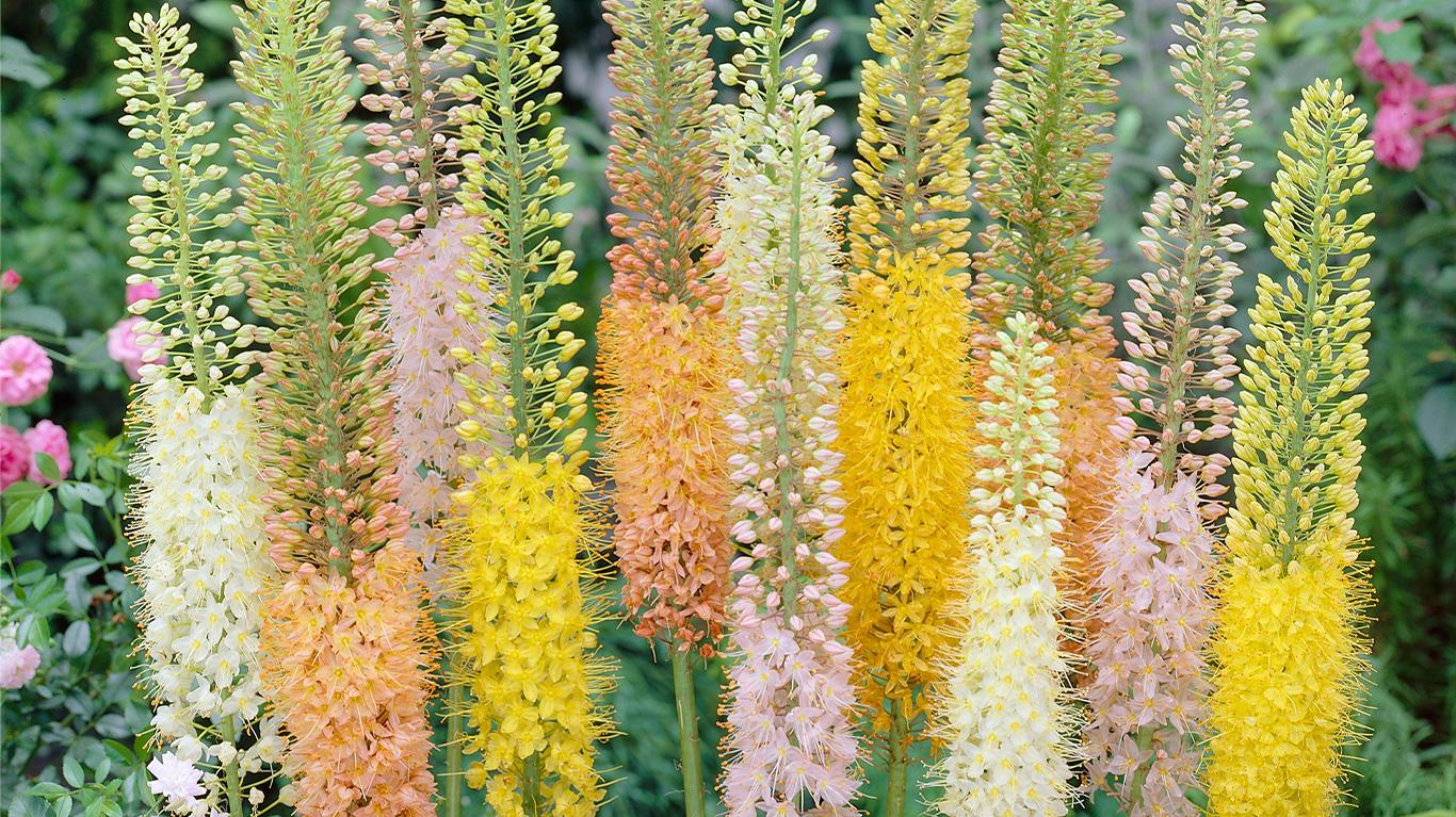 Out Of Season Growing Guides How to Plant and Grow Eremurus