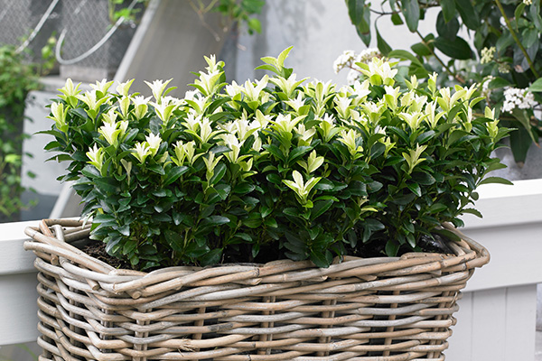How to Plant and Grow Euonymous with J. Parker's