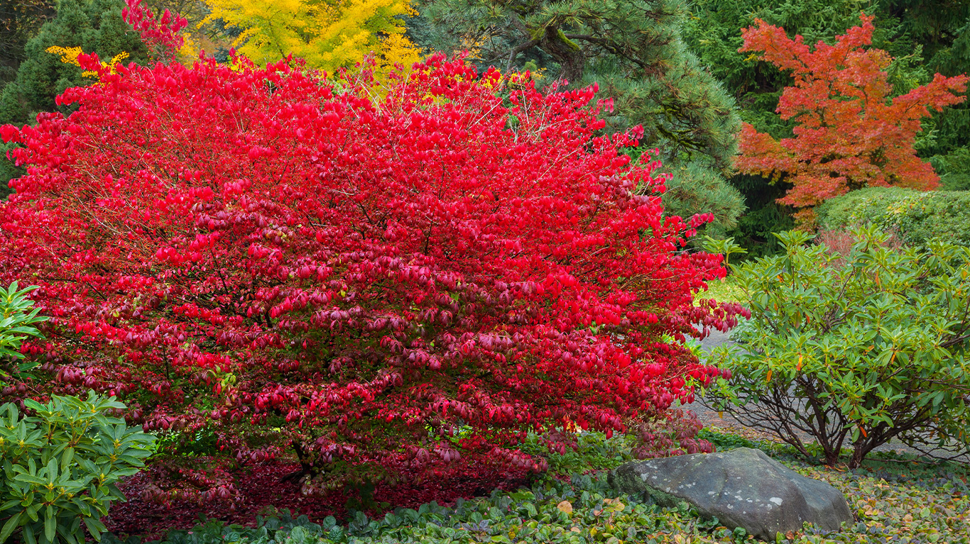 How to Plant and Grow Euonymous with J. Parker's