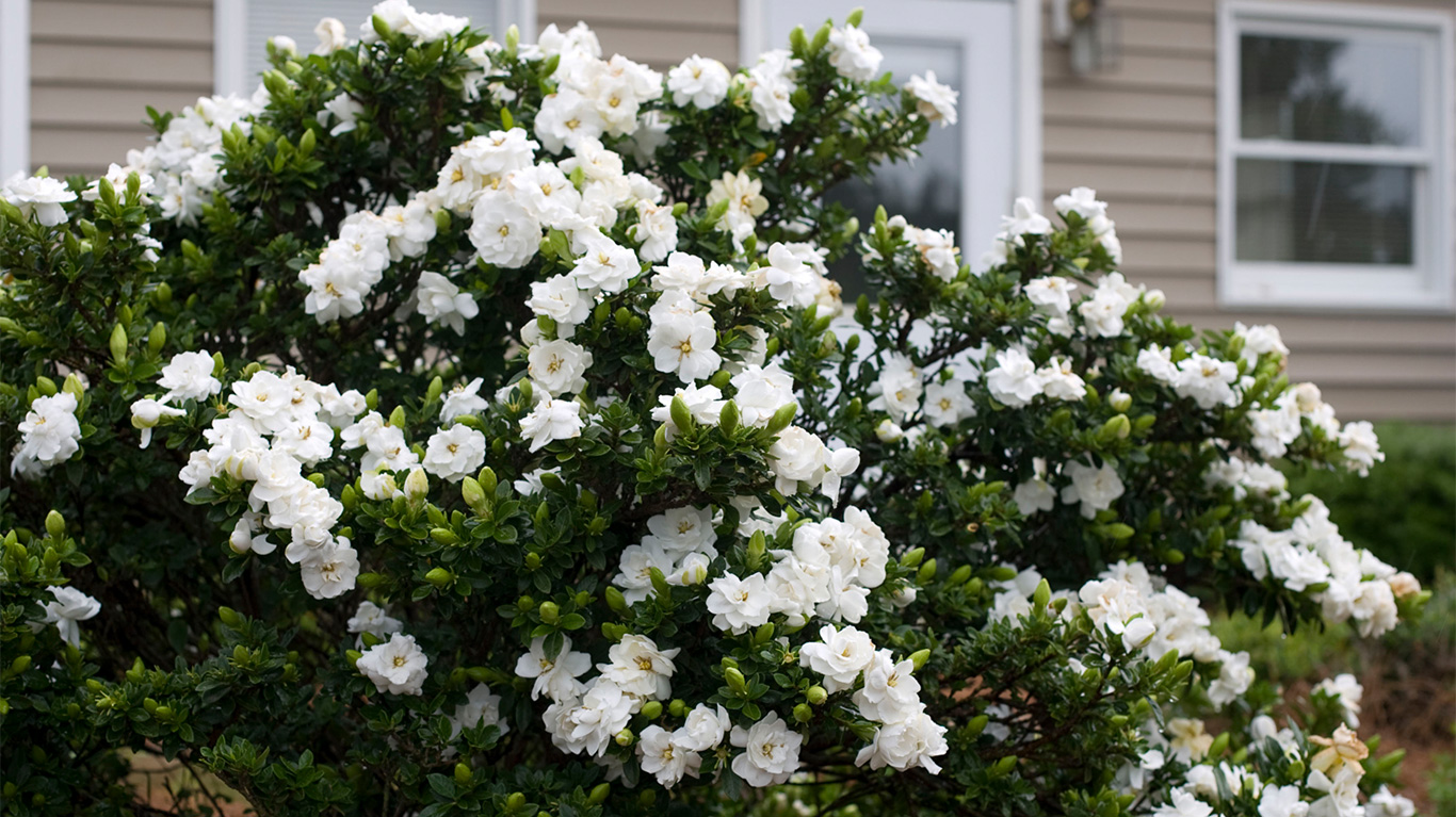 How to Plant and Grow Gardenia with J. Parker's