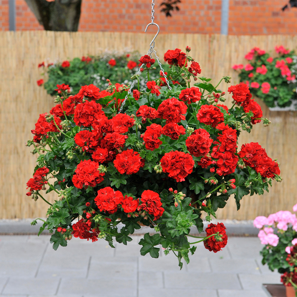 Geraniums Pelargoniums J Parker Dutch Bulbs 