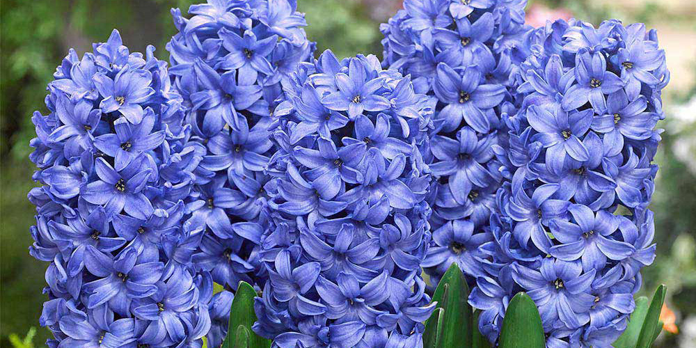 Out Of Season Growing Guides JParkers