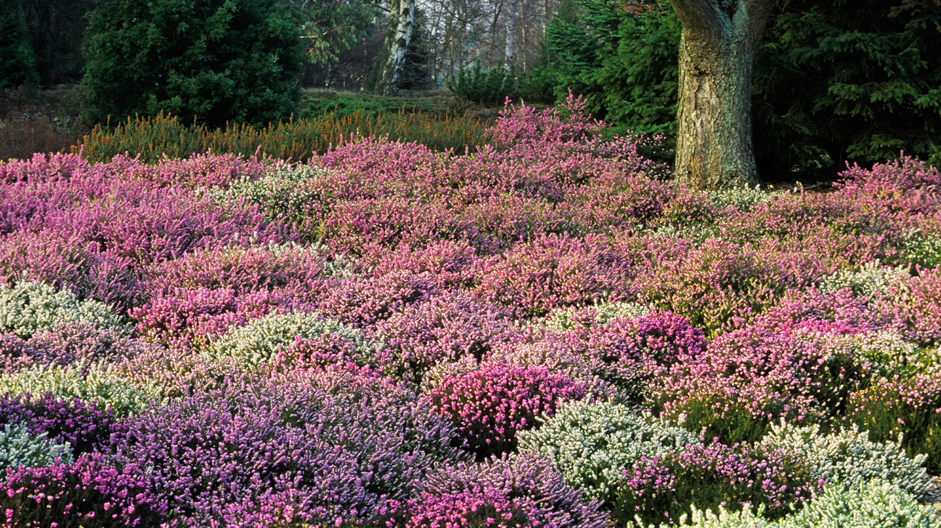 How to Plant and Grow Heathers with J. Parker's