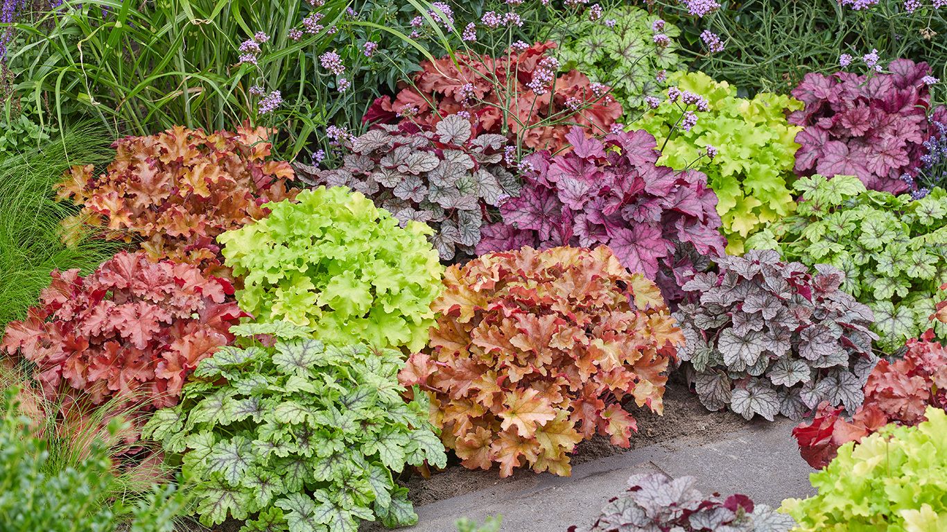 How to Plant and Grow Heuchera with J. Parker's