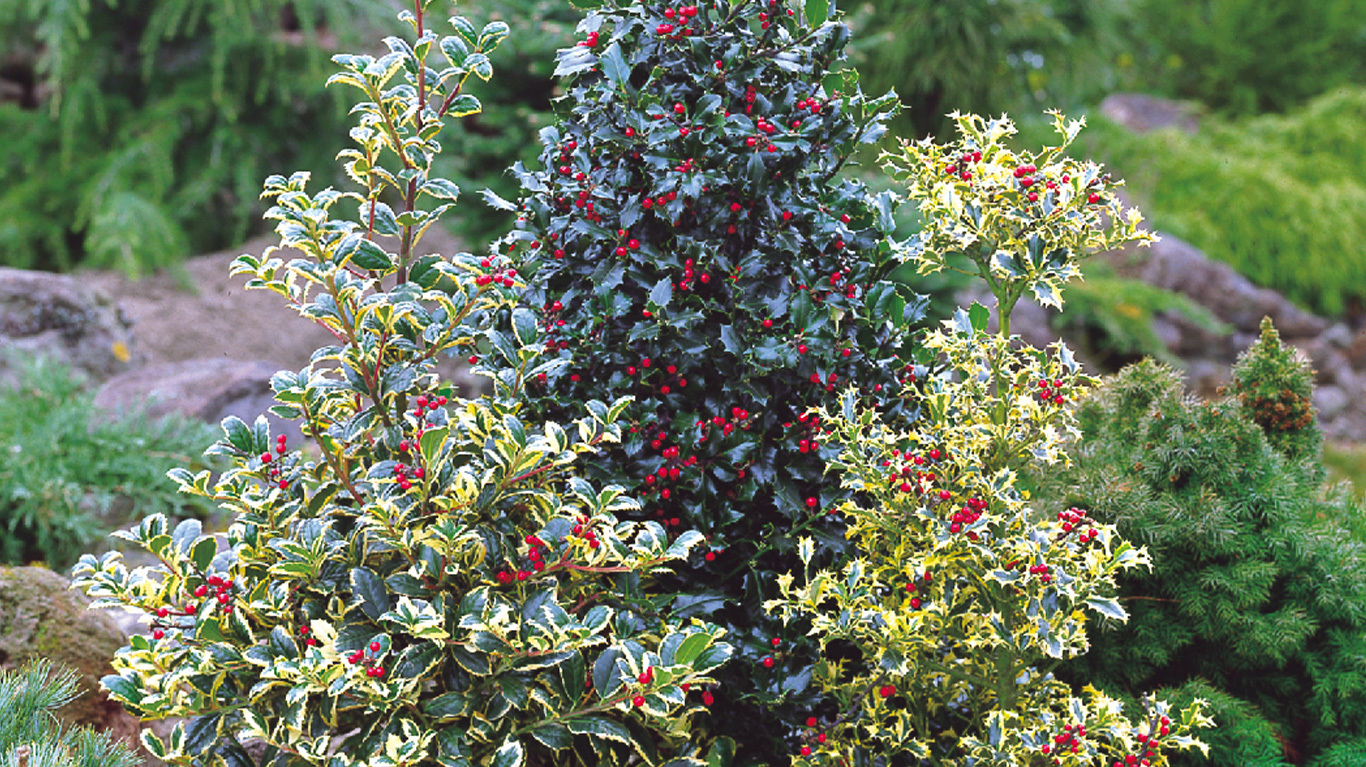 How to Plant and Grow Holly with J. Parker's