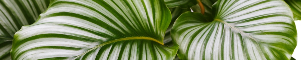 Shop Houseplants with J. Parker's for Less