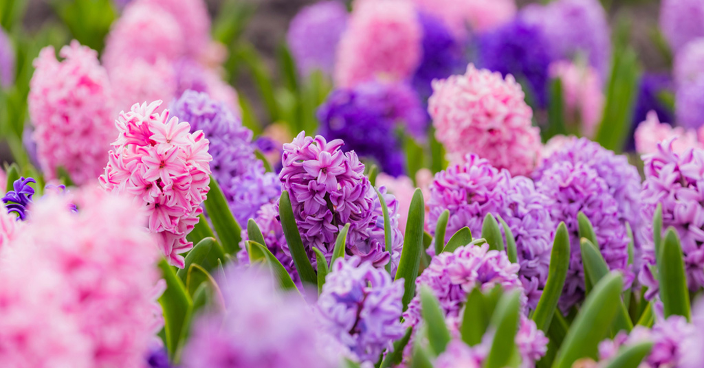 Buy Hyacinth Bulbs J Parkers Dutch Bulbs