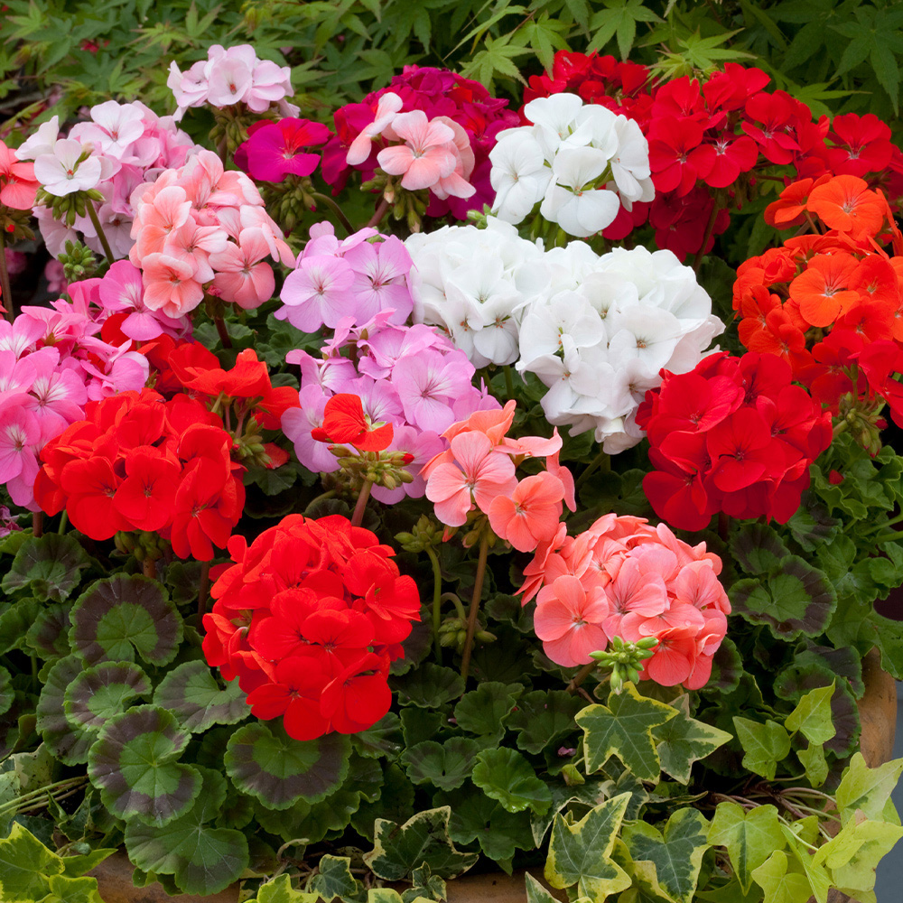 Bedding And Trailing Plants J Parker Dutch Bulbs