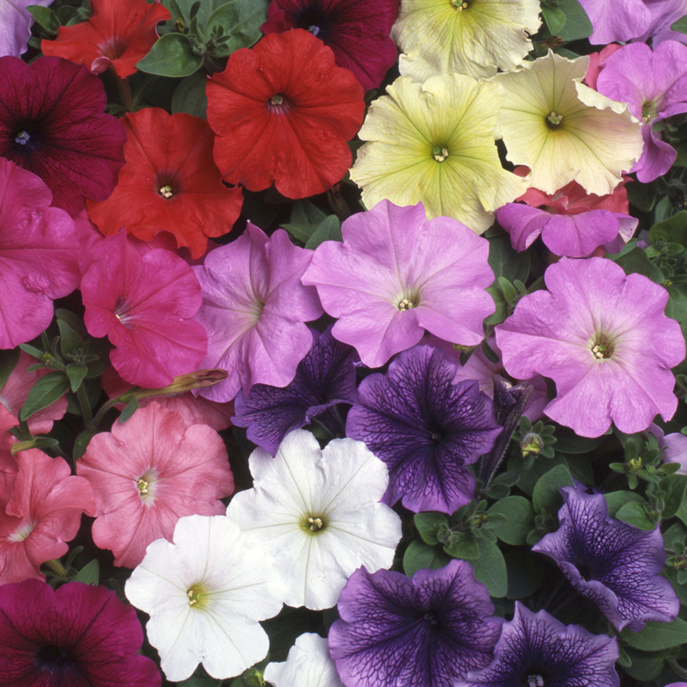 Petunia and Surfinia | J Parker Dutch Bulbs