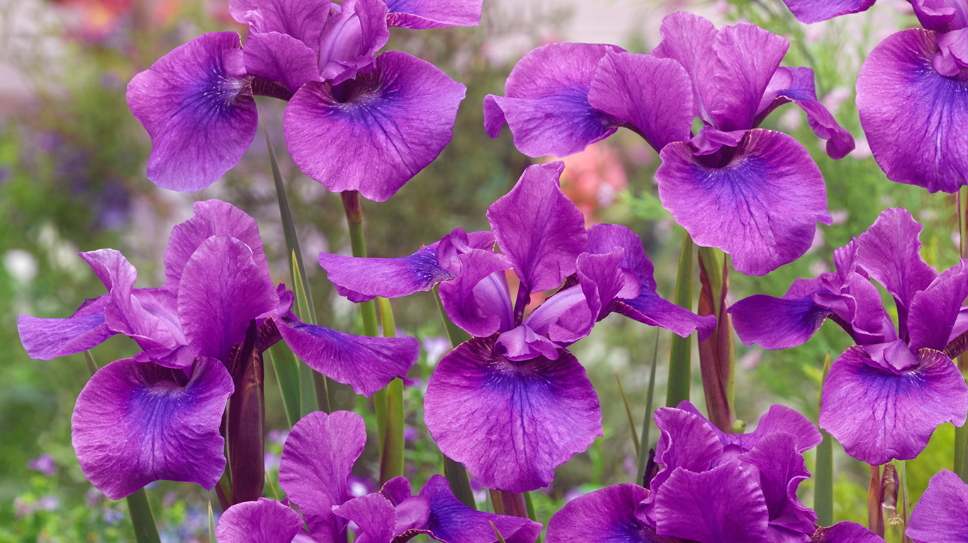 How to Plant and Grow Iris