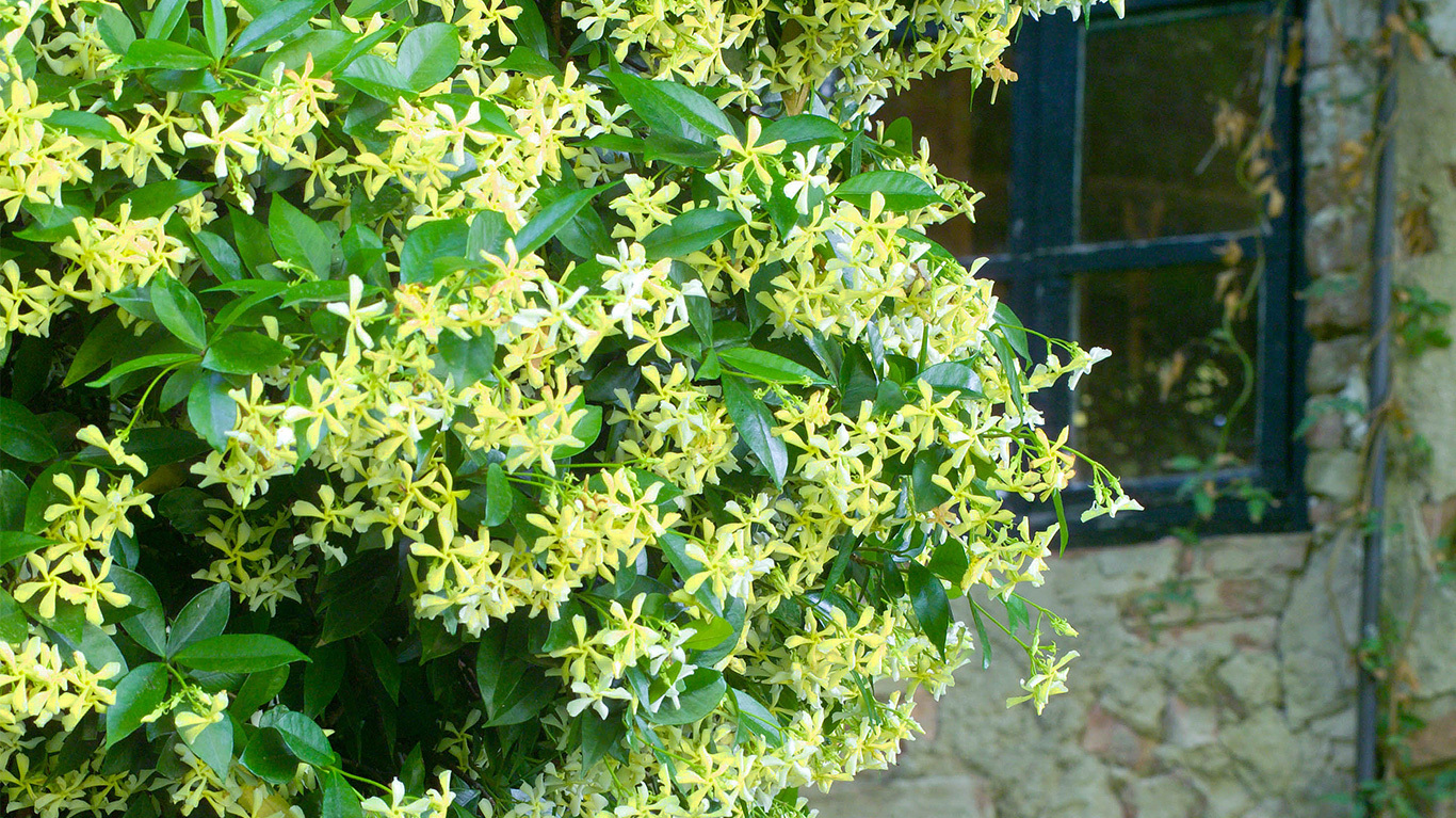 How to Plant and Grow Jasmine with J. Parker's