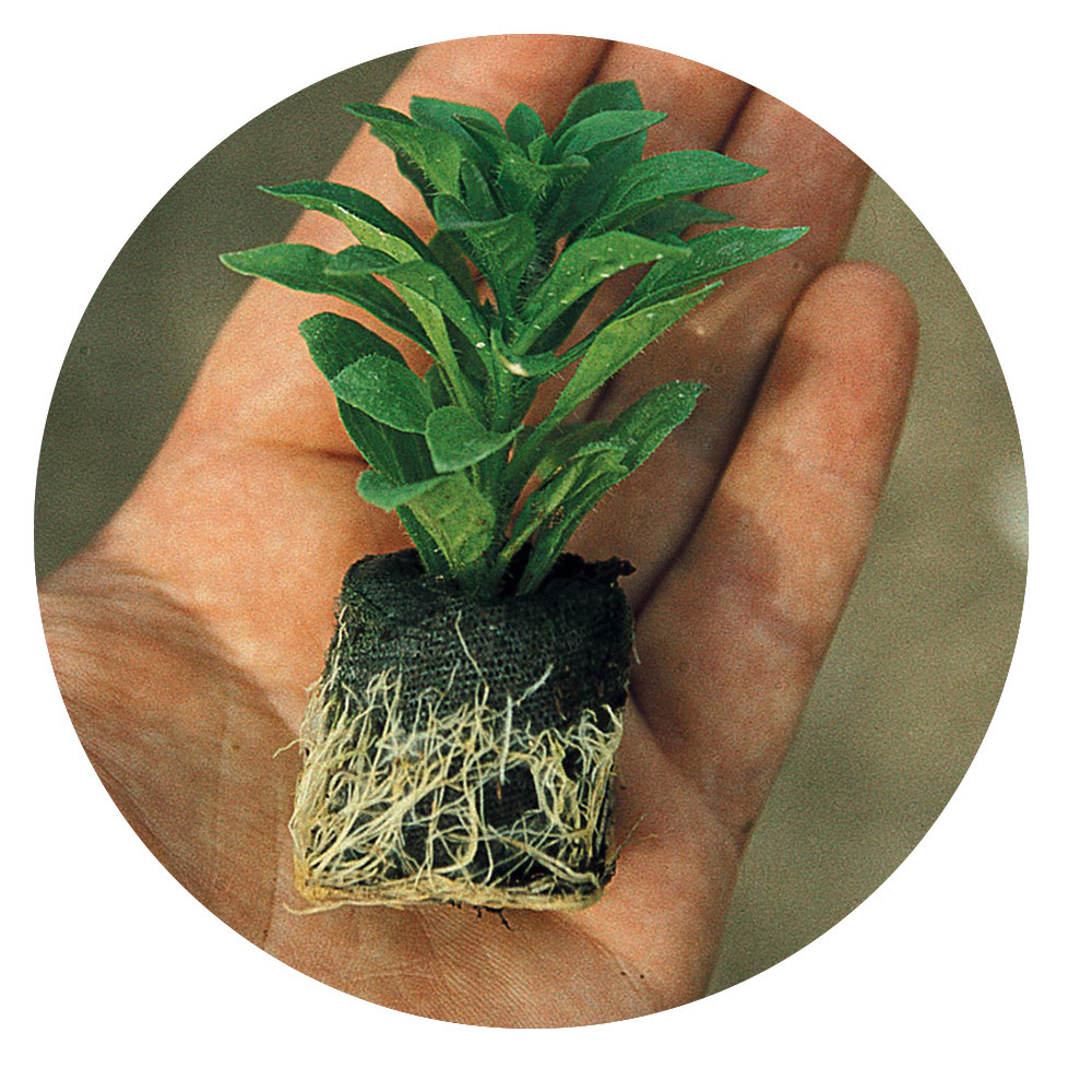 Our Annual Sizes Explained with J. Parker's