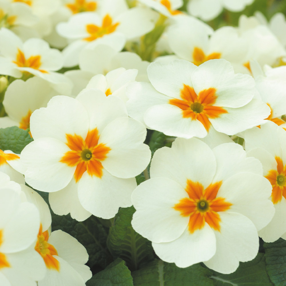 Bedding Plants for the Garden J Parkers Bulbs