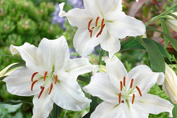 17+ When To Plant Lillies