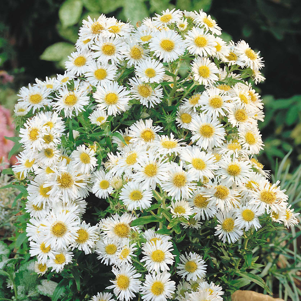 Perennials For Sale J Parker Dutch Bulbs