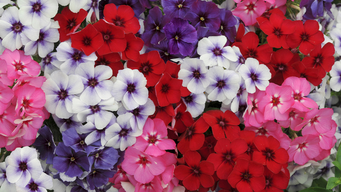 How to Plant and Grow Phlox with J. Parker's