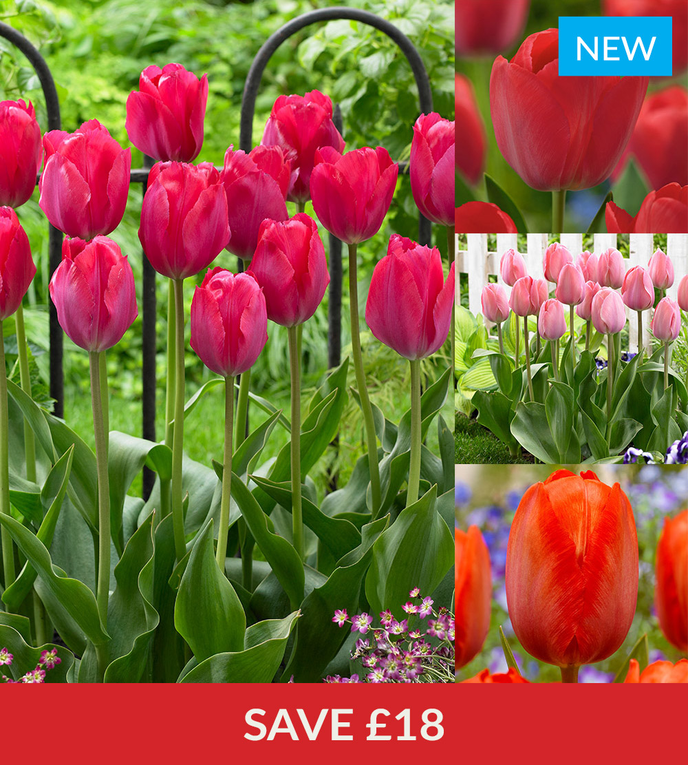 J. Parker's - Garden Plants & Bulbs