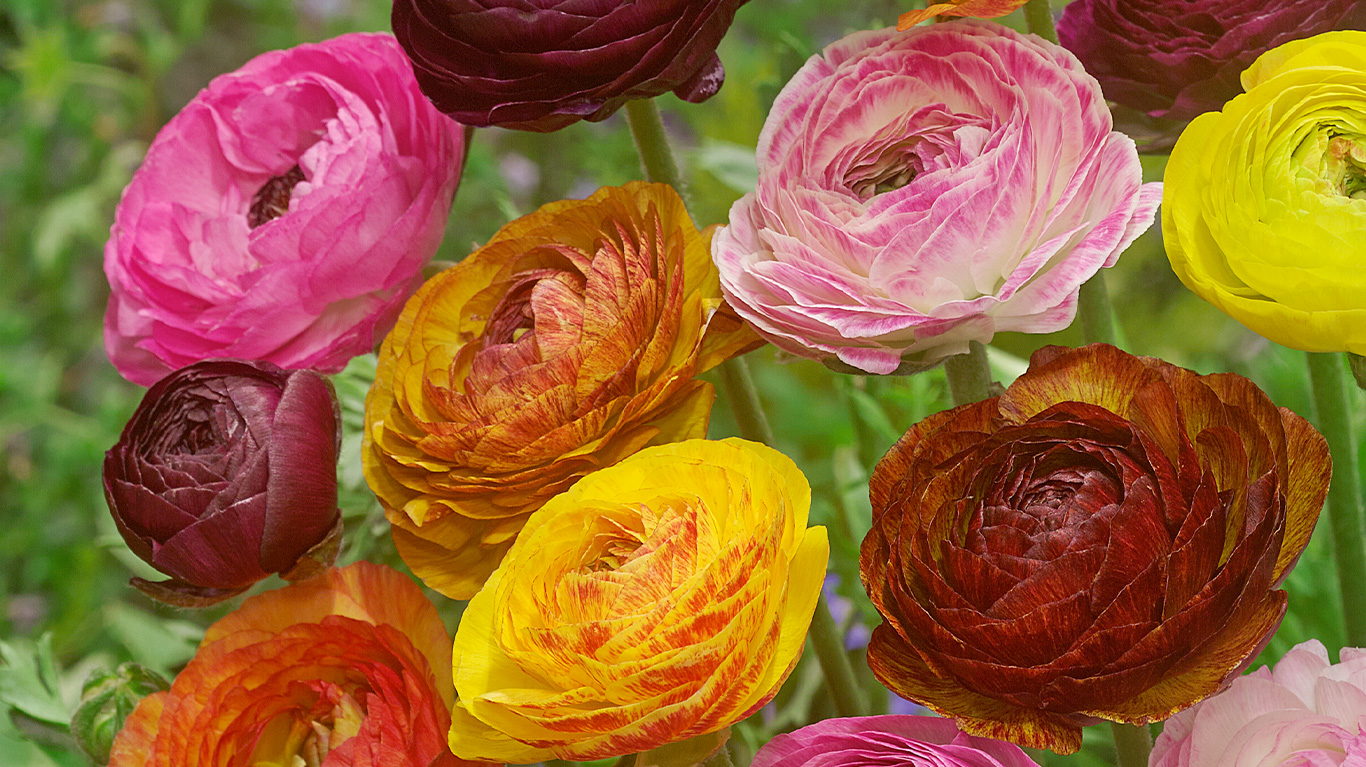 Growing Guides - How to plant and grow Ranunculus - JParkers