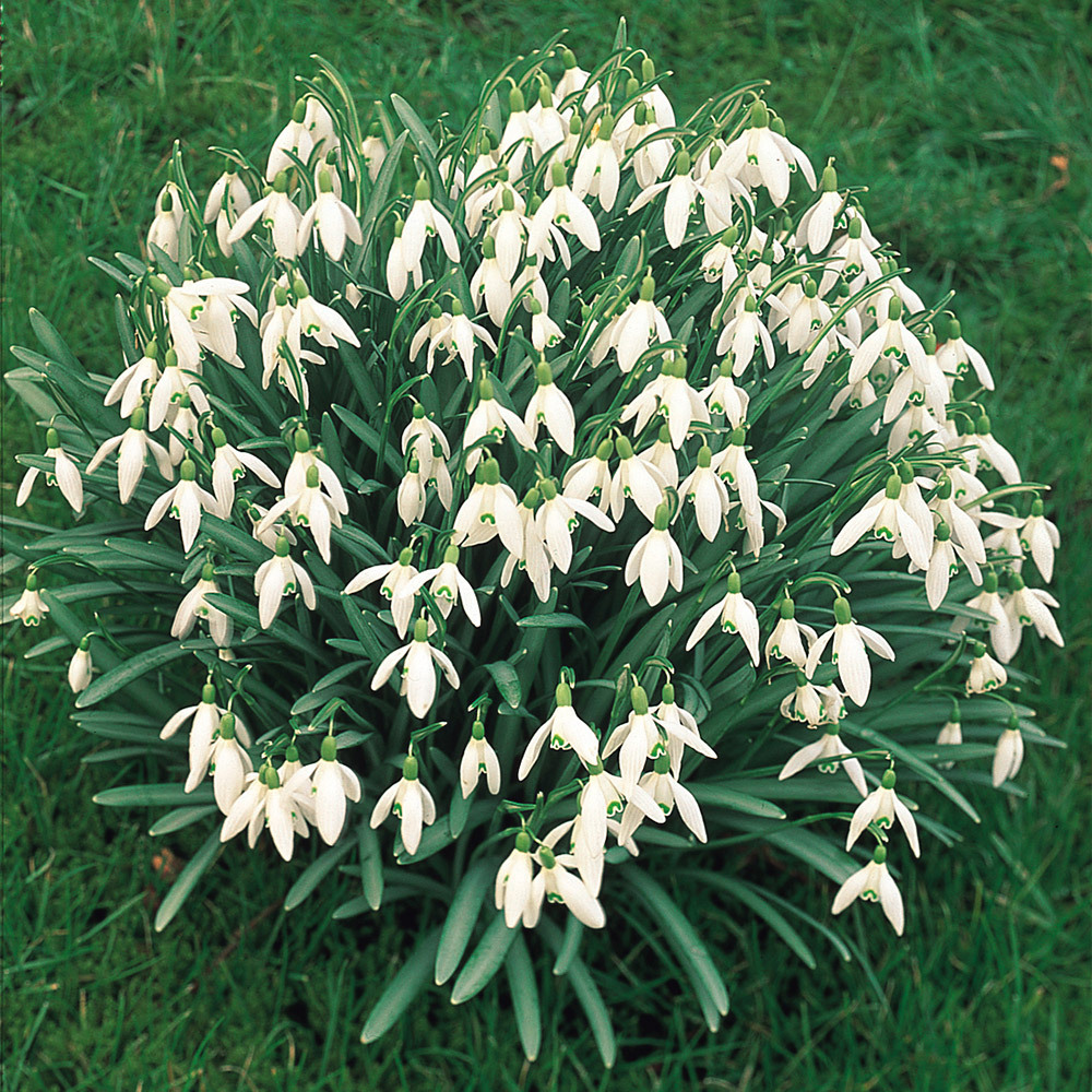 Sale J. Parker's Dutch Bulbs