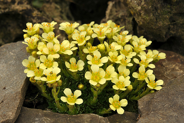 How to Plant and Grow Saxifraga with J. Parker's
