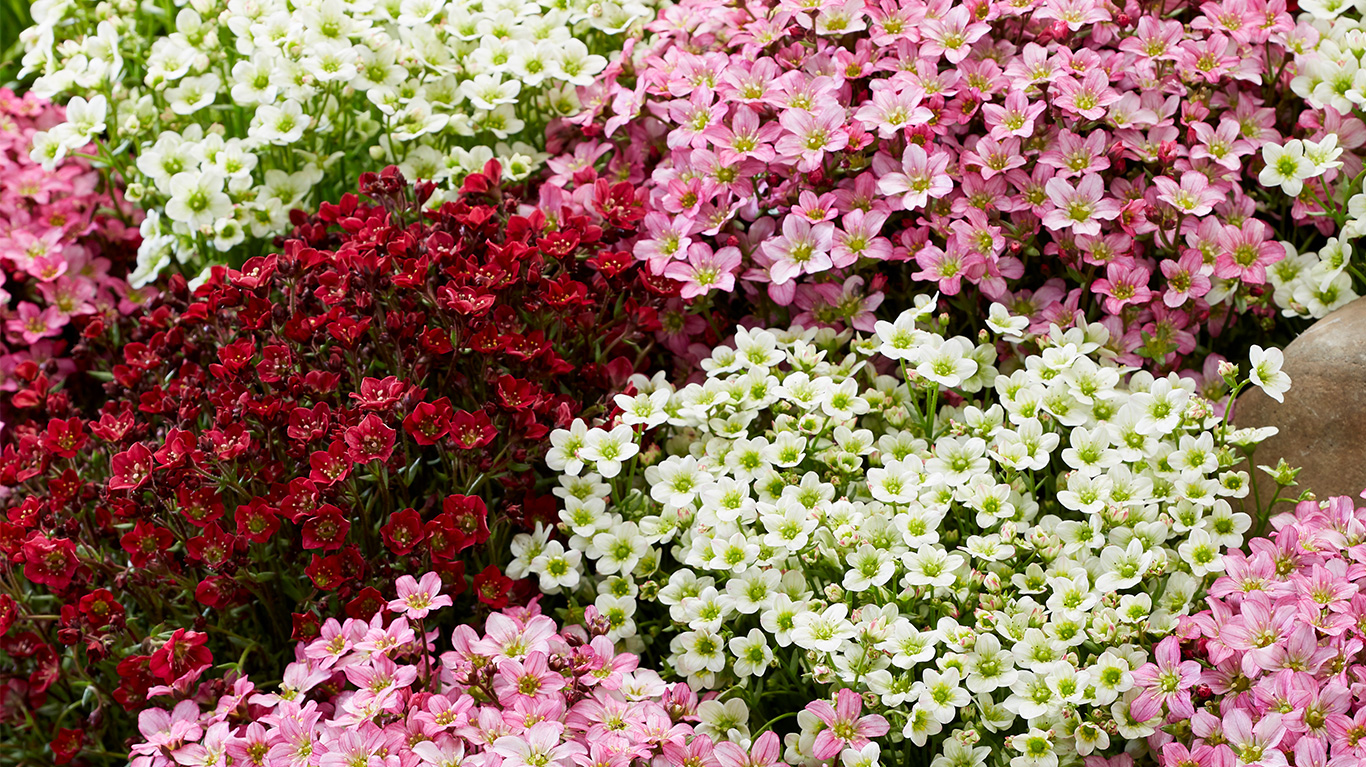 How to Plant and Grow Saxifraga with J. Parker's