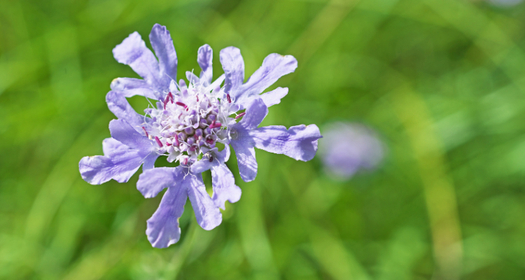 How to Plant and Grow Scabiosa with J. Parker's