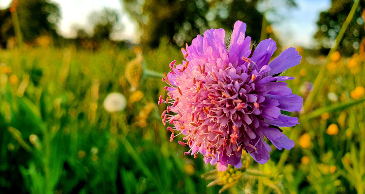 How to Plant and Grow Scabiosa with J. Parker's