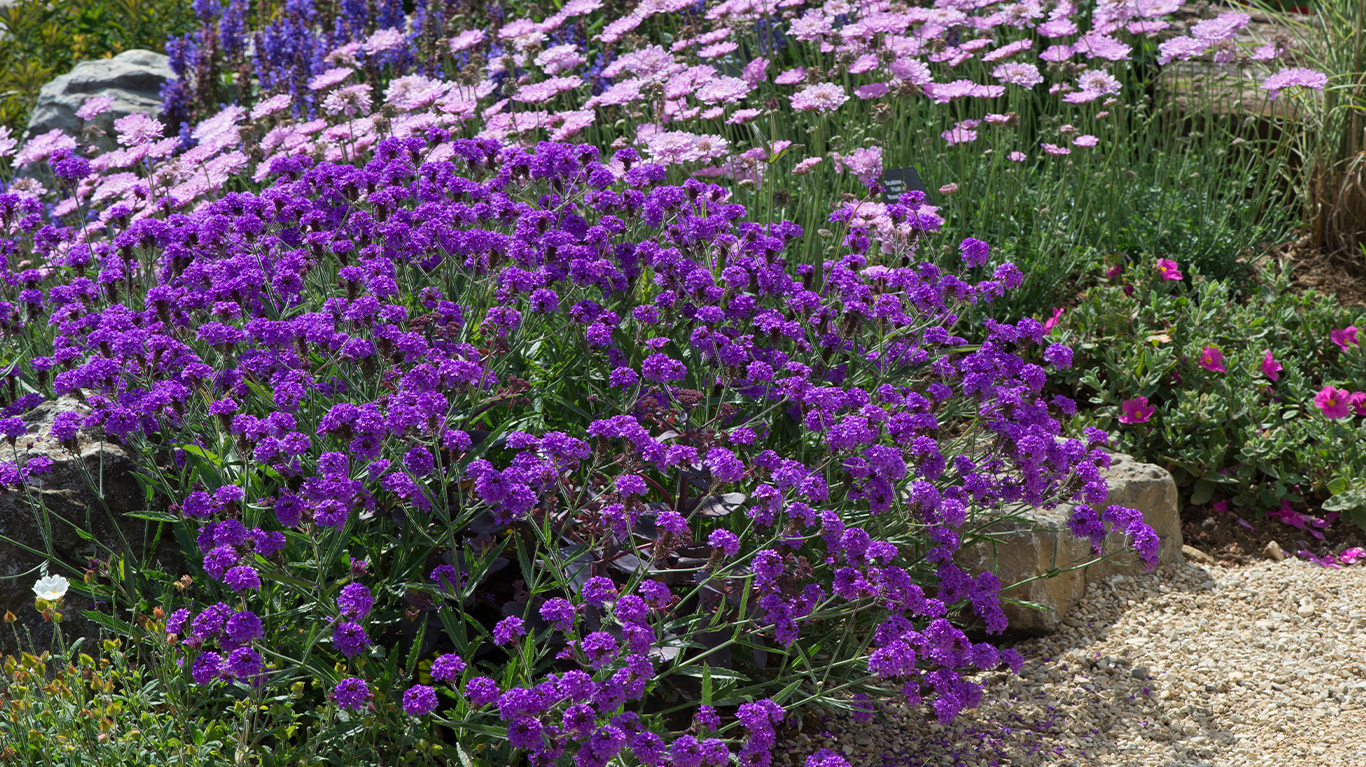 Semi Di Verbena Ibrida Profumata - Thompson & Morgan, 84853, Annuale