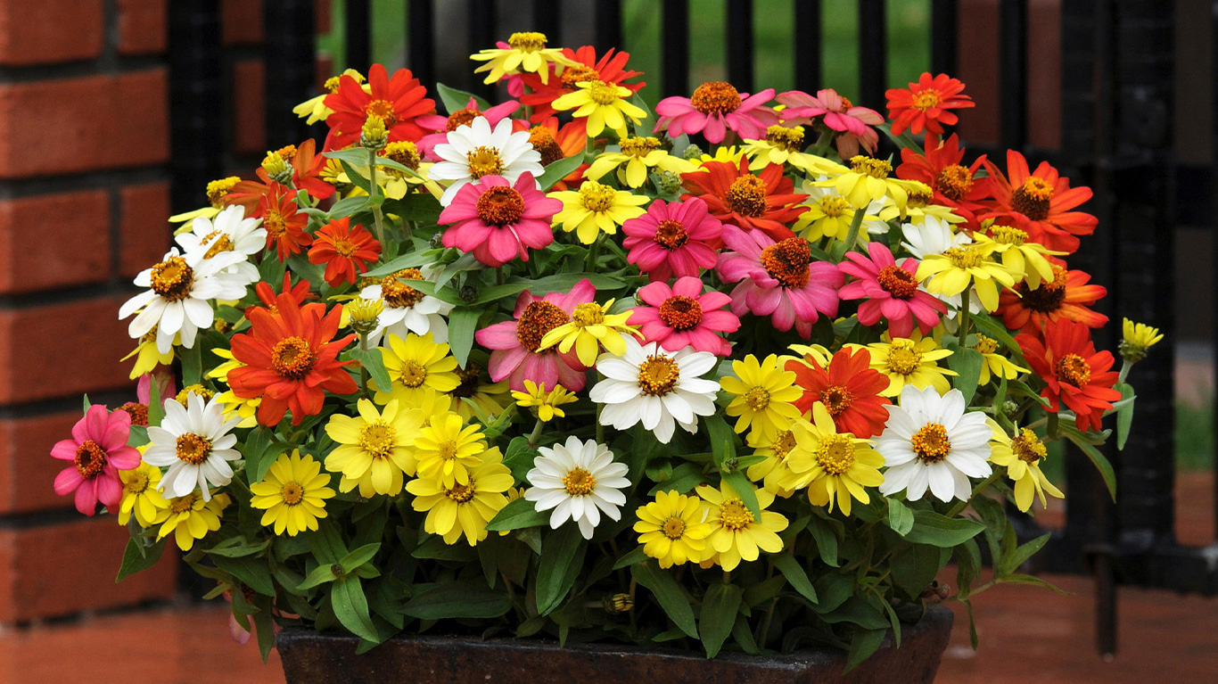 Growing Guides How to Plant and Grow Zinnia JParkers