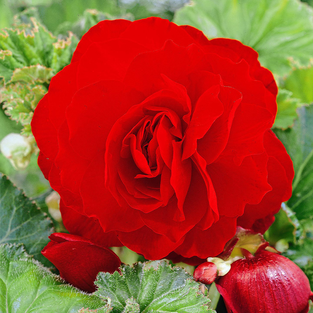 専用❣️Begonia Begonia Upright Double Superba Mix - Bulk Offer - 10 tubers