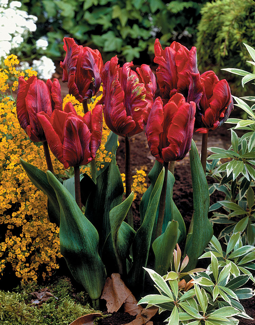 Buy Parrot Tulip Collection | J Parker's