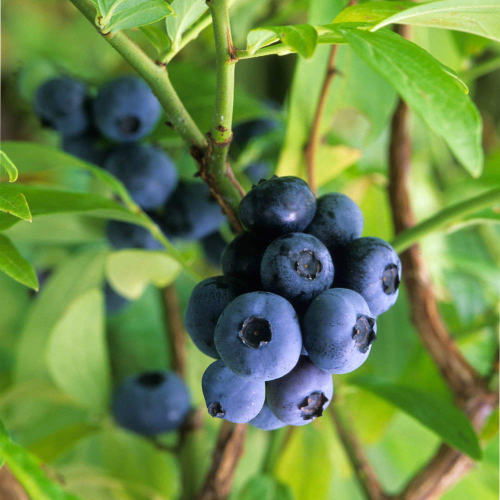 Blueberry Collection - JParkers