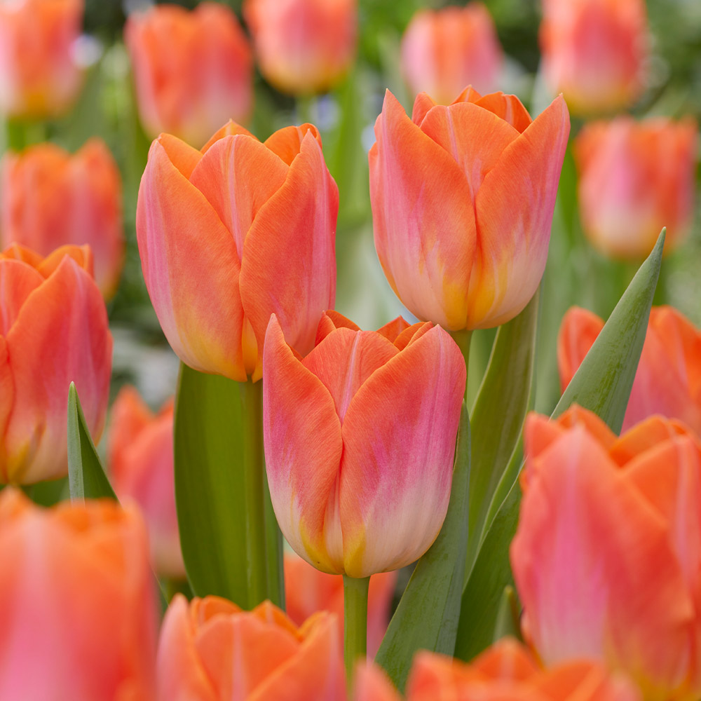Buy Tulip Triumph Collection at jparkers.co.uk