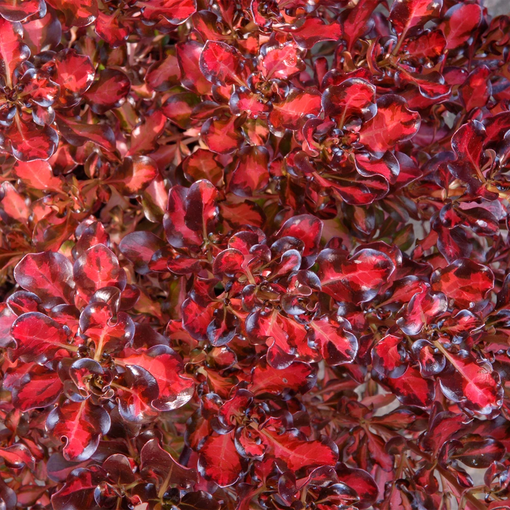 Coprosma Collection A - JParkers