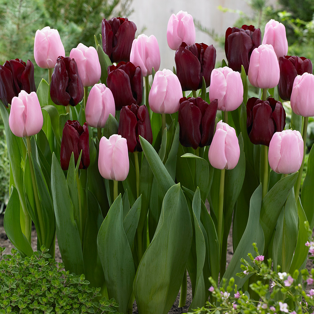 Buy Tulip Mascara/Pink Diamond Collection at jparkers.co.uk