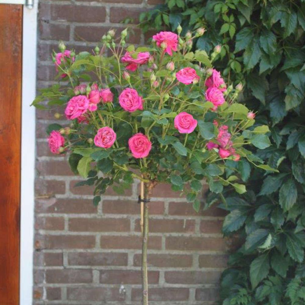 Shop 3 Minature Standard Roses | J. Parker's