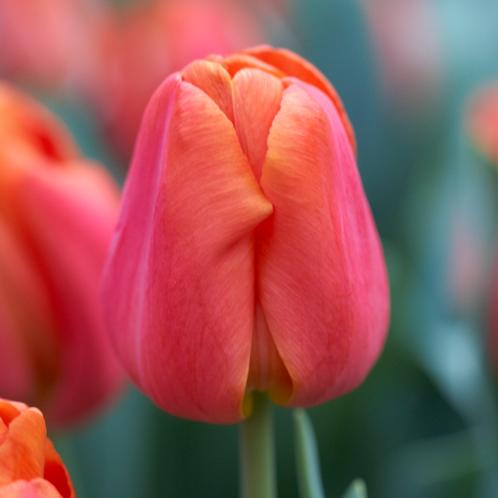 Buy Tulip Triumph Collection at jparkers.co.uk